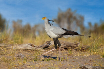 Secretarybird or Secretary Bird - Sagittarius serpentarius large, mostly terrestrial bird of prey,...