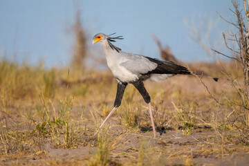 Secretarybird or Secretary Bird - Sagittarius serpentarius large, mostly terrestrial bird of prey,...