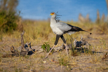Secretarybird or Secretary Bird - Sagittarius serpentarius large, mostly terrestrial bird of prey,...