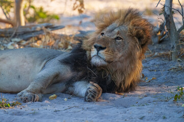 Portrait of a strong male African lion (Panthera leo), Moremi game reserve, Botswana, Captivating images of Africa's lions, Experience the the wild essence of the continent. Sunrise, 8k resolution
