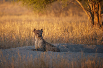 Hyena, detail portrait. Spotted hyena, Crocuta crocuta, angry animal, beautiful evening sunset. Animal pup nature, Okavango delta, Botswana. 