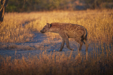 Hyena, detail portrait. Spotted hyena, Crocuta crocuta, angry animal, beautiful evening sunset. Animal pup nature, Okavango delta, Botswana. 