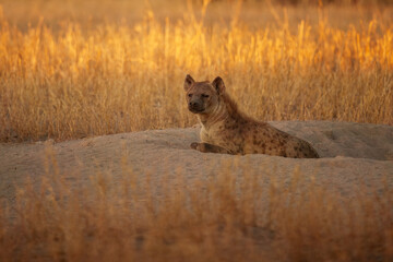 Hyena, detail portrait. Spotted hyena, Crocuta crocuta, angry animal, beautiful evening sunset. Animal pup nature, Okavango delta, Botswana. 