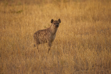 Hyena, detail portrait. Spotted hyena, Crocuta crocuta, angry animal, beautiful evening sunset. Animal pup nature, Okavango delta, Botswana. 