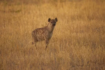 Fotobehang Hyena Hyena, detail portrait. Spotted hyena, Crocuta crocuta, angry animal, beautiful evening sunset. Animal pup nature, Okavango delta, Botswana.   © Miroslav Srb
