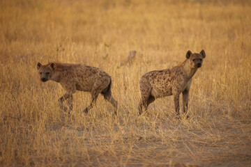 Hyena, detail portrait. Spotted hyena, Crocuta crocuta, angry animal, beautiful evening sunset. Animal pup nature, Okavango delta, Botswana. 