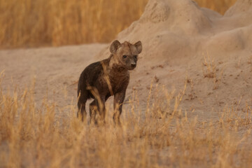 Fototapeta premium Young hyenas babies at the burrow. Spotted Hyena (Crocuta crocuta) Young hyena pup, beautiful evening sunset in Botswana. Cute baby.