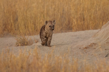 Young hyenas babies at the burrow. Spotted Hyena (Crocuta crocuta) Young hyena pup, beautiful evening sunset in Botswana. Cute baby.