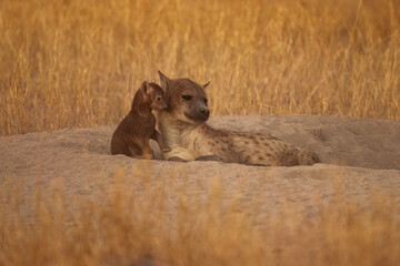 Spotted Hyena (Crocuta crocuta) nursing young babys, Young hyena pup, mammal behaviour, beautiful evening sunset in Botswana.