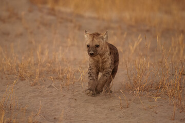 Young hyenas babies at the burrow. Spotted Hyena (Crocuta crocuta) Young hyena pup, beautiful evening sunset in Botswana. Cute baby.