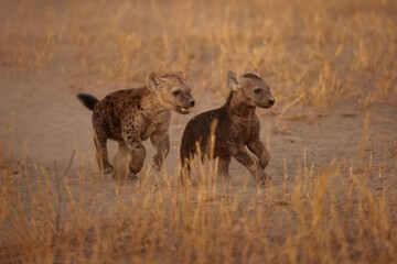 Young hyenas babies at the burrow. Spotted Hyena (Crocuta crocuta) Young hyena pup, beautiful evening sunset in Botswana. Cute baby.