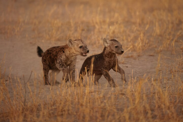 Young hyenas babies at the burrow. Spotted Hyena (Crocuta crocuta) Young hyena pup, beautiful evening sunset in Botswana. Cute baby.