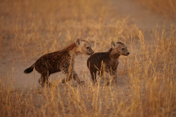 Young hyenas babies at the burrow. Spotted Hyena (Crocuta crocuta) Young hyena pup, beautiful evening sunset in Botswana. Cute baby.