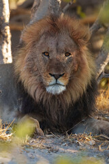 Portrait of a strong male African lion (Panthera leo), Moremi game reserve, Botswana, Captivating...