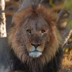 Portrait of a strong male African lion (Panthera leo), Moremi game reserve, Botswana, Captivating images of Africa's lions, Experience the the wild essence of the continent. Sunrise, 8k resolution
