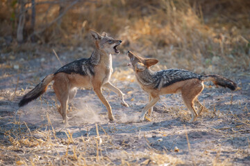 Fighting Black-backed jackal, Animal action scene, hunting behavior. Jumping jackal, at the Okavango Delta in Botswana, Africa