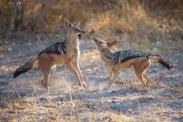 Fighting Black-backed jackal, Animal action scene, hunting behavior. Jumping jackal, at the Okavango Delta in Botswana, Africa