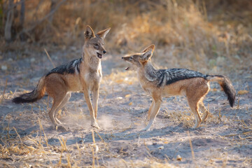 Obraz premium Fighting Black-backed jackal, Animal action scene, hunting behavior. Jumping jackal, at the Okavango Delta in Botswana, Africa