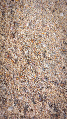 A sandy beach with a lot of shells and rocks. The sand is brown and the rocks are white