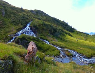 paesaggio con asino in montagna