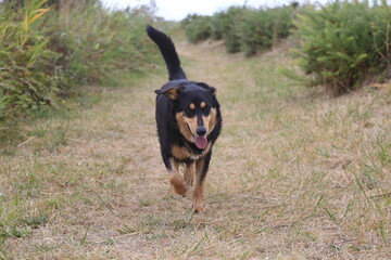 Mahiky berger beauceron