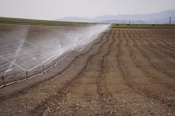 agricultural field with sprinklers
