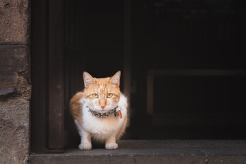 A rugged street cat with a spiked collar stares intensely from a shadowed doorstep in Guanajuato,...