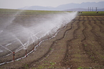 agricultural field with sprinklers