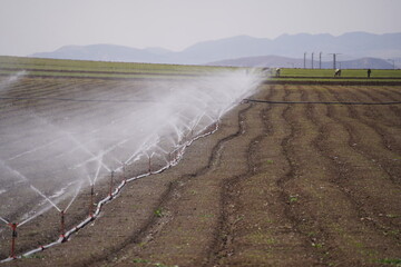 agricultural field with sprinklers