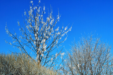Winter forest background - frosty winter tree branches in cold sunny weather against clear blue sky