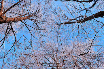 Snowy winter tree tops on the background of blue cloudy sky in winter day - winter trees background