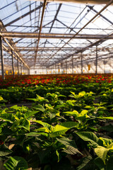 A number of traditional Christmas flowering plant species poinsettias growing in a large greenhouse