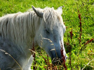 cavallo nel prato