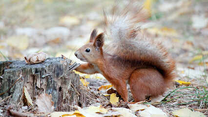 squirrel eating nut