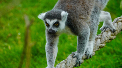 A ring tailed lemur walking across a board walk  in an enclosure at Folly Farm Zoo in Pembrokeshire, Wales with his black and white striped tail offering counter balance
