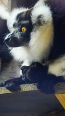 Folly Farm Zoo in Pembrokeshire Wales  is assisting with breeding programmes to protect the black and white ruffed lemur which is a critically endangered species from the Madagascan rainforest.