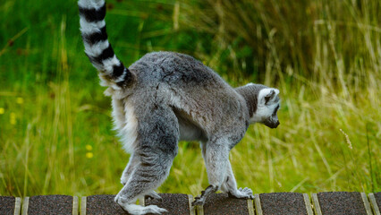 A ring tailed lemur walking across a board walk  in an enclosure at Folly Farm Zoo in Pembrokeshire, Wales with his black and white striped tail offering counter balance © 3 Eyed Raven