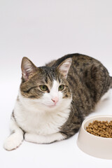 A delightful and charming cat is lounging comfortably near its food bowl, showcasing a playful yet relaxed attitude on white background.