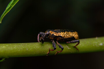 yellow shield bug
