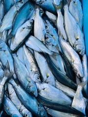 fresh fish at the market