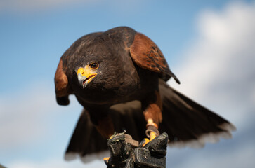 Adler