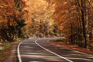 Fototapeta premium Scenic autumn road winding through a vibrant forest. Sunlight dapples the asphalt. Perfect for travel, nature, and seasonal themes.