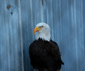 Adler