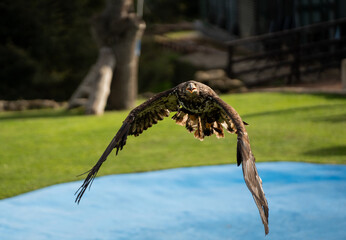 Adler