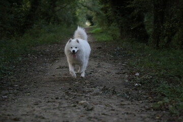 Ulysse Samoyed