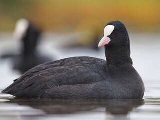 Eurasian Coot (Fulica atra) Black watter bird