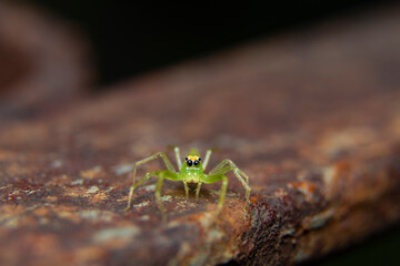 green jumping spider under the rust