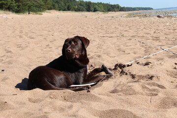 labrador chocolate