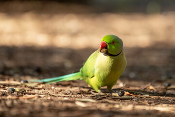 green parrot hopping around on the ground picking up some seeds