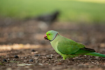 green parrot hopping around on the ground picking up some seeds